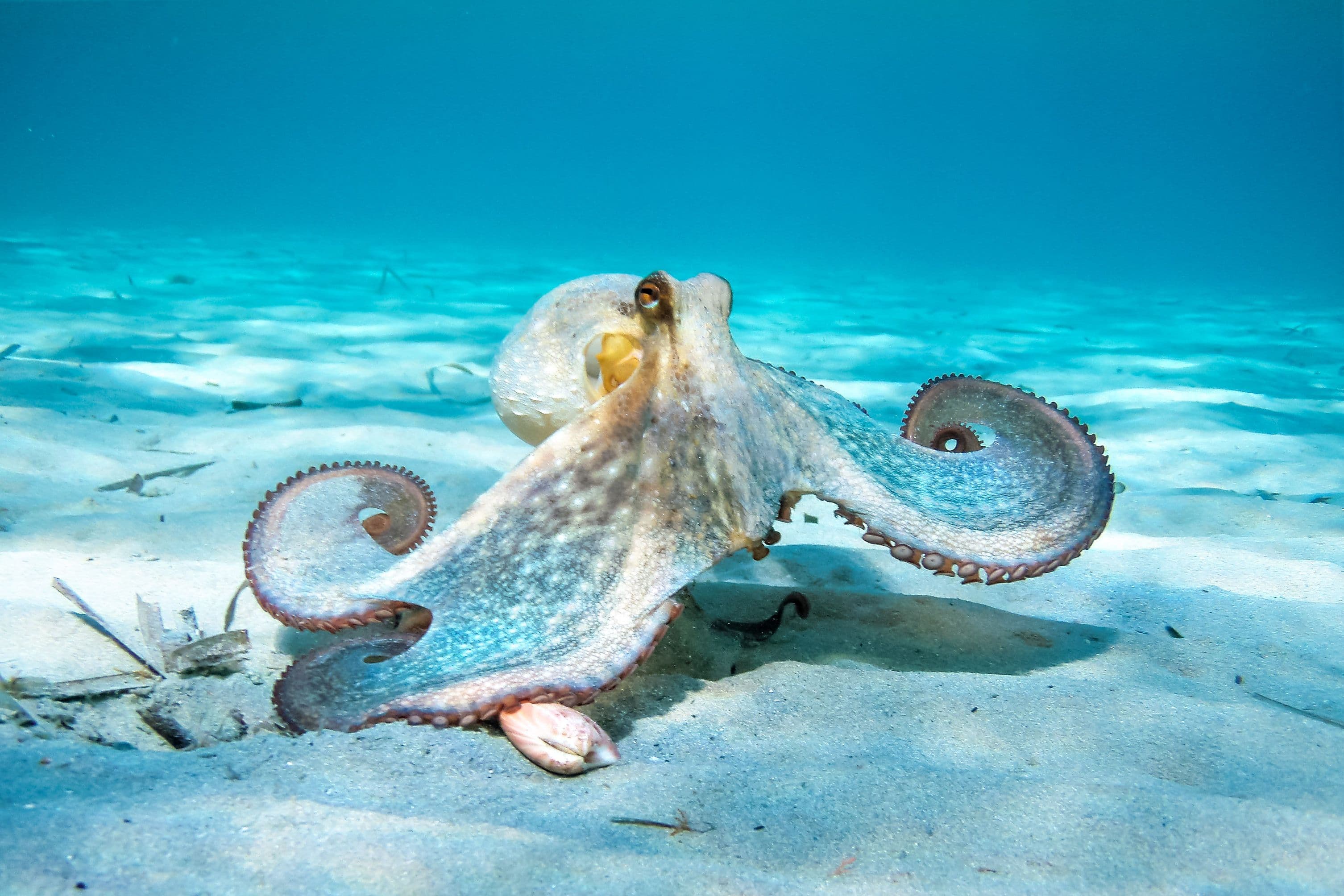 ¡El planeta en peligro! 🌍 Microplásticos, hormigas en declive y soluciones innovadoras